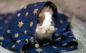 I Photographed Ex-Lab Animals As Characters From The Little Prince To Help Them Find Homes