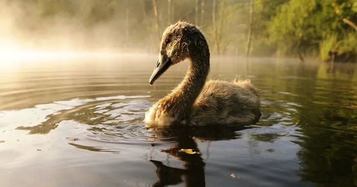 The True Story Of An Ugly Duckling Who Was Abandoned By Its Parents And Adopted By Ducks