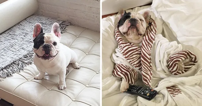 Meet Manny, The Most Popular Frenchie On The Internet