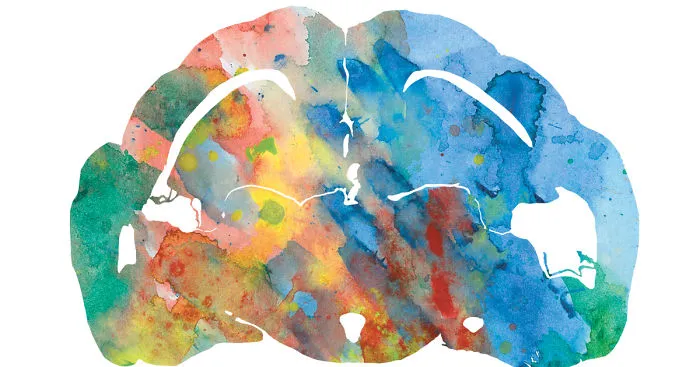 I Watercolor Brain Scans Of Animals (Part 2)