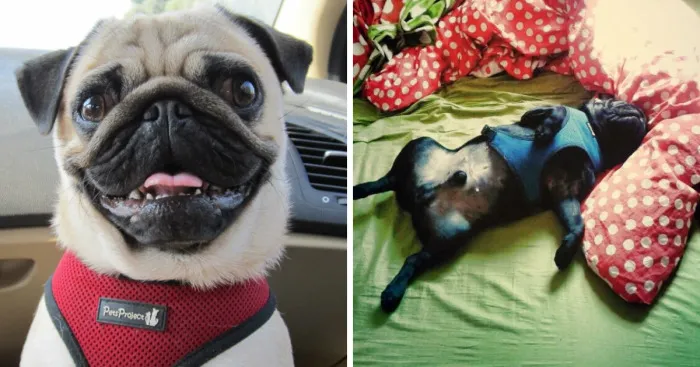 My Two Lovely Pugs