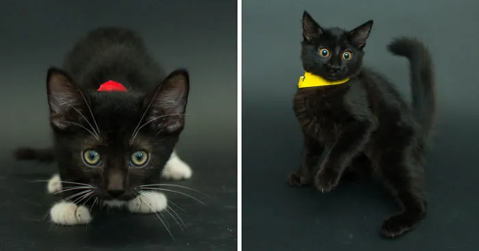 I Photograph Black Shelter Cats Because They’re The Last To Get Adopted And Are Often Euthanized