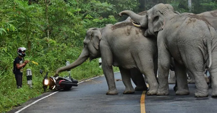 Man Apologizes To Elephants After Disturbing Them With Motorbike In Thailand