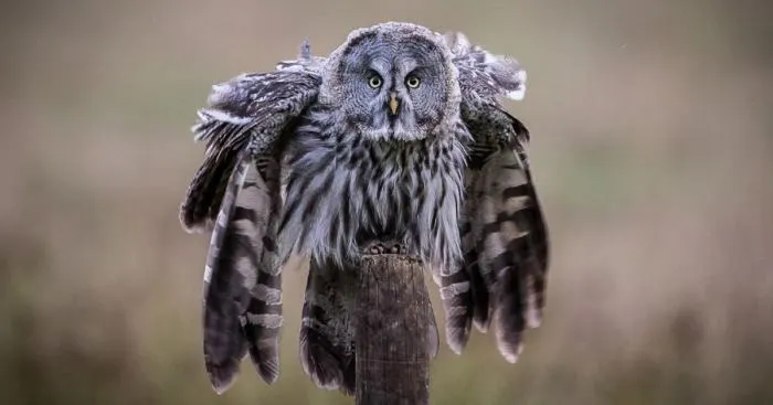 I Spent 6 Years Capturing The Essence Of The Rulers Of The Sky