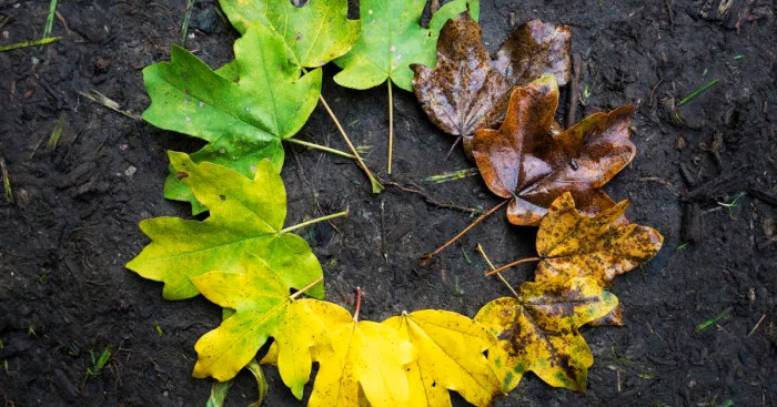 Four Seasons In A Single Photo Represented By Tree Leaves