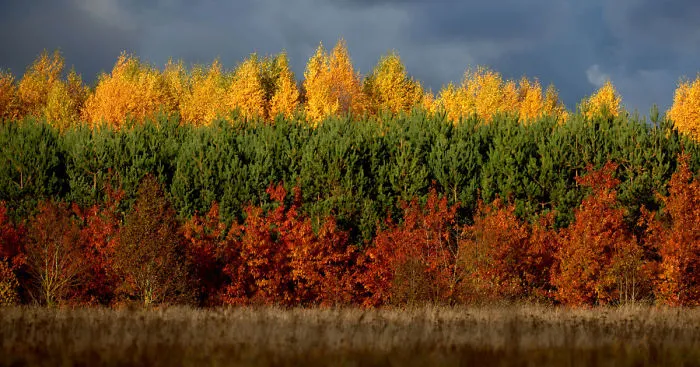 This Is How The Lithuanian Flag Got Its Colors