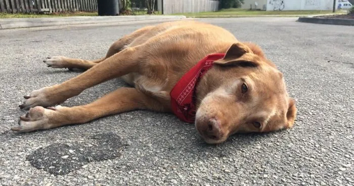 Loyal Dog Lies For Hours In Exact Place Where Owner Was Killed In Hit-And-Run