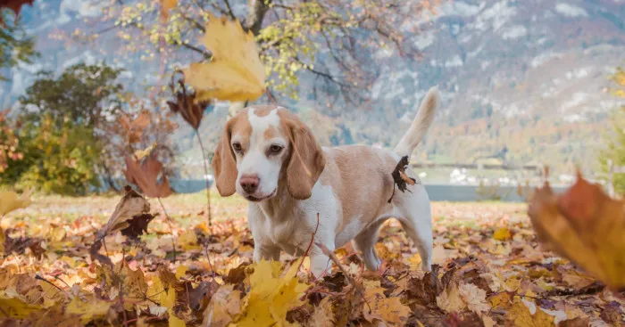I Photographed My Beagle Playing With Autumn Leaves