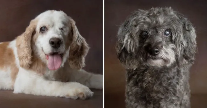 I Photograph Senior Shelter Dogs Who Finally Found Forever Homes