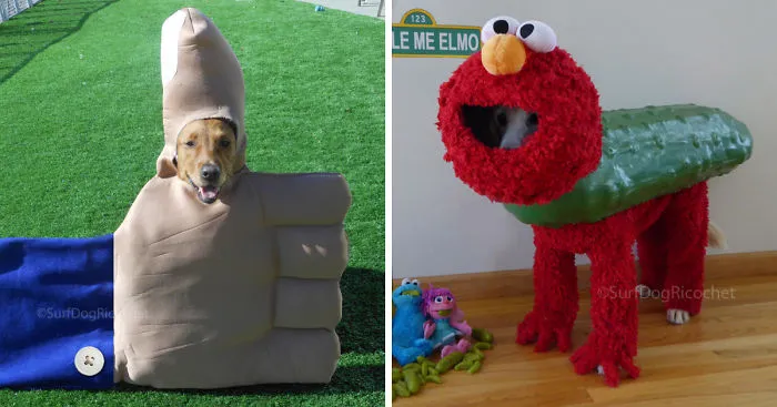 24 Funny Howloween Costumes I Made For My Dogs