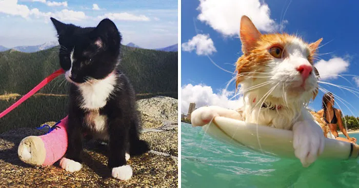 Adventure Cats Hike, Camp, Surf And Climb