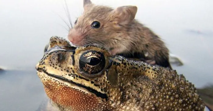 Rat In Trouble Finds An Unlikely Ally In A Fat Toad