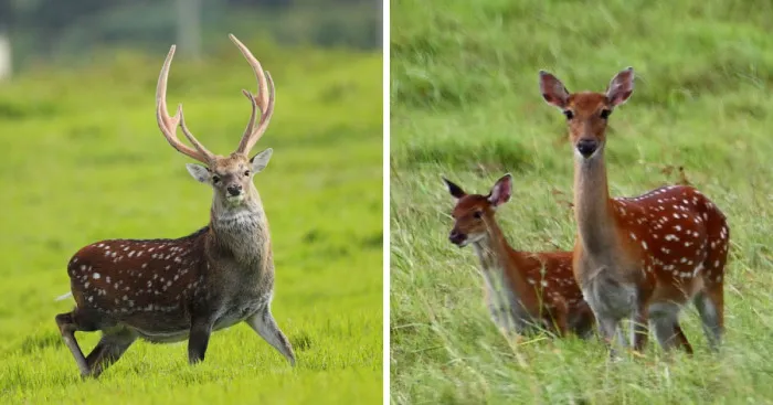 My Dad Ran Into Formosan Sika Deer In Kenting, Taiwan