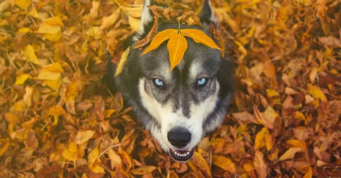 I Rescued An Agouti Siberian Husky And Then He Rescued Me