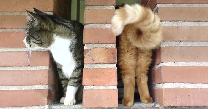 99 Purrfectly Timed Cat Photos Taken At The Right Meowment