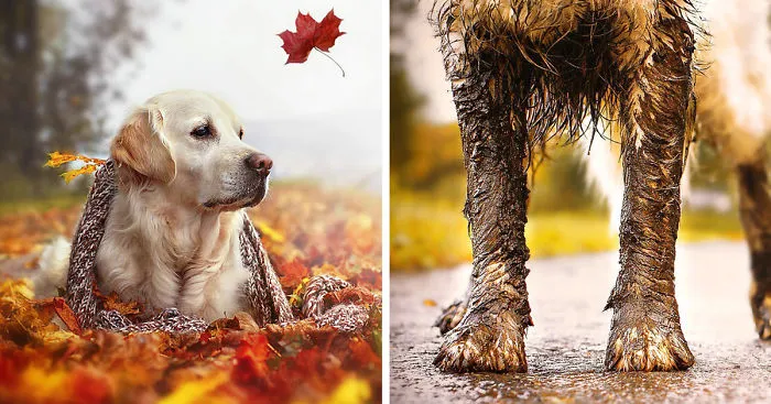Autumn Dog: Me And My Golden Retriever Love This Time Of The Year