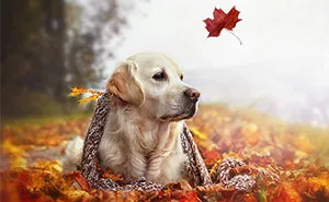 Autumn Dog: Me And My Golden Retriever Love This Time Of The Year