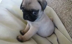 154 Of The Cutest Baby Animals Of All Time
