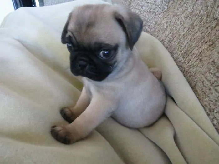 Baby Pug