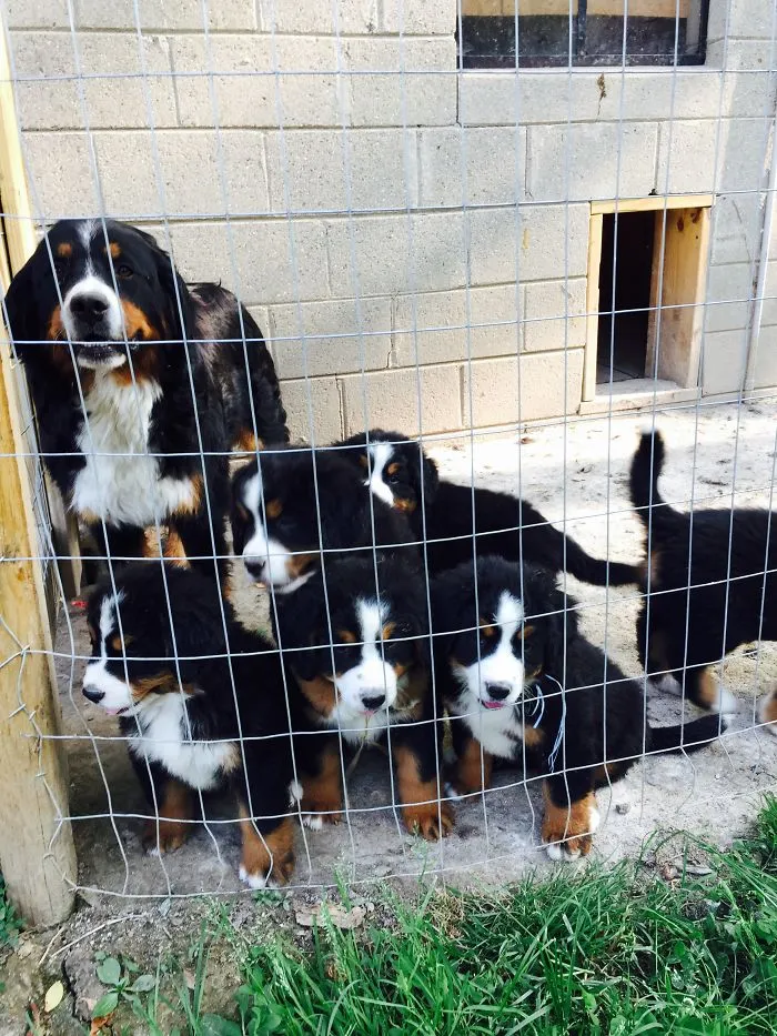 El Grupo Diciendo Adiós A Nuestro Cachorro