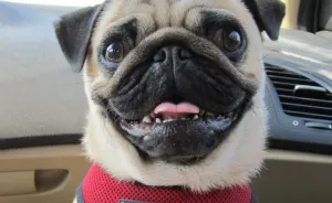 My Two Lovely Pugs