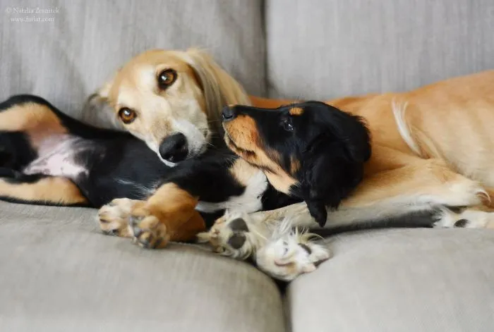 Saluki Madre Y Su Hija