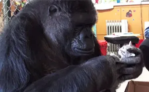 Koko The Gorilla Adopts 2 Baby Kittens After Being Unable To Have Her Own Kids