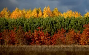 This Is How The Lithuanian Flag Got Its Colors