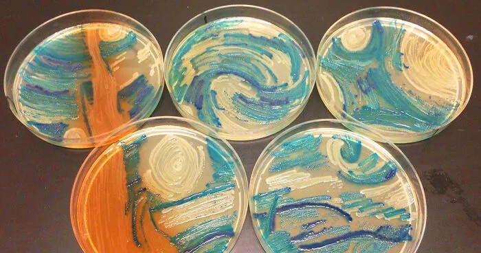 Microbiologists Create 'Starry Night' And Other Art With Bacteria For First Microbe Art Competition