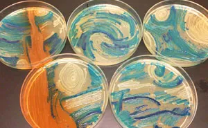 Microbiologists Create 'Starry Night' And Other Art With Bacteria For First Microbe Art Competition