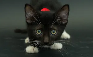 I Photograph Black Shelter Cats Because They’re The Last To Get Adopted And Are Often Euthanized