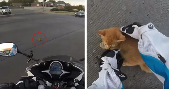 Motorcyclist Rescues Tiny Kitten Stuck On Busy Road