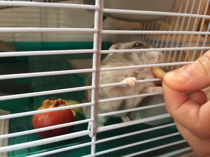 My Dwarf Hamster Eating Tiny Dwarf-like Apple