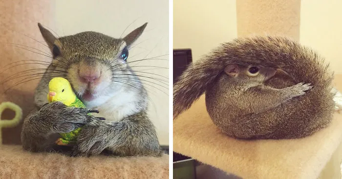 Squirrel Rescued After Hurricane Becomes Family's Cutest Member