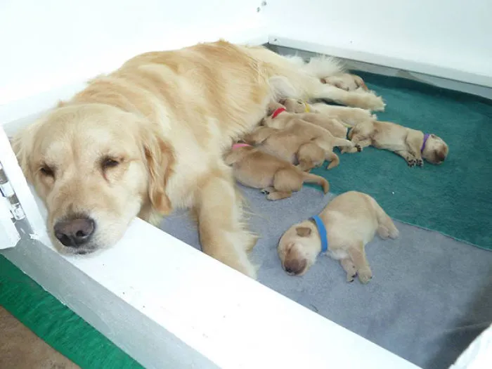La Mamá Orgullosa De Mi Amigo Y Sus Nuevos Cachorros