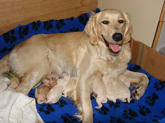 Lily Y Sus 12 Cachorros