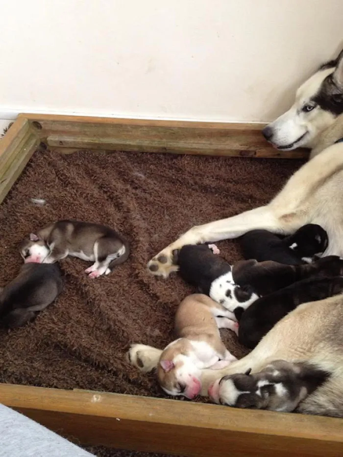 Cachorros De Husky