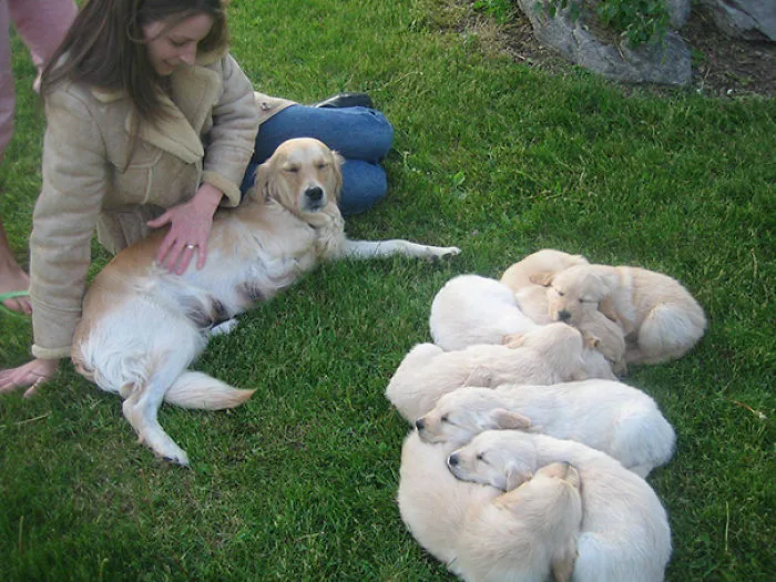 Mi Golden Retriever De 3 Patas Y Sus Cachorros
