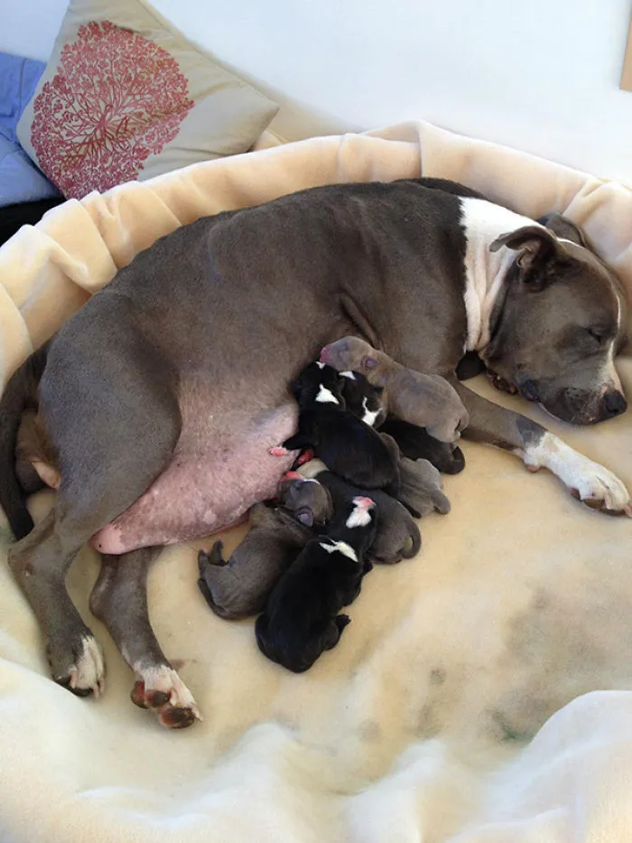 Orgullosa Mary Y Sus Cachorros