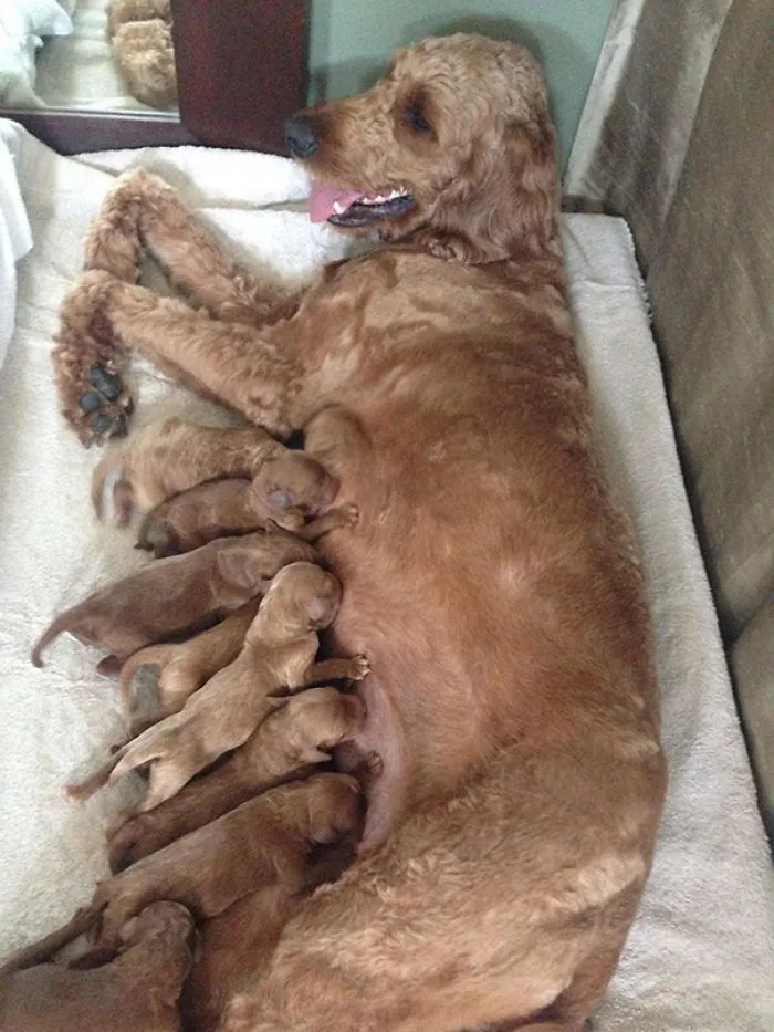 Nos Dijeron Que Tendría 5 Cachorros Y Llegaron 10. Dget Es Ahora Una Madre Orgullosa