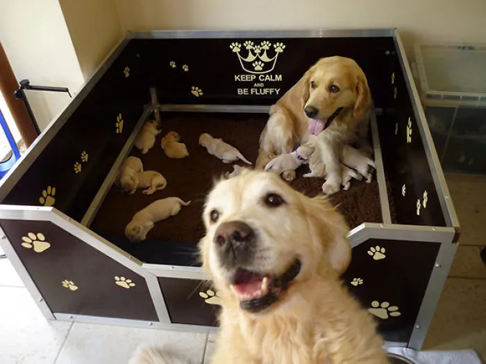 I Was Taking A Photo Of A Litter Of One Week Old Puppies When I Got Photobombed By My Other Dog