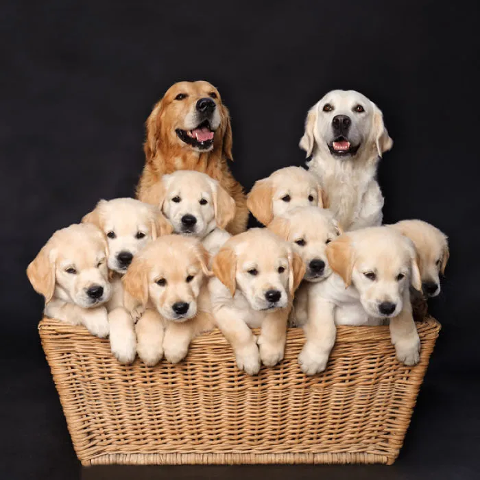Familia Perruna