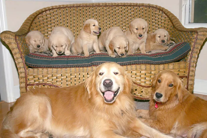 Toda La Familia