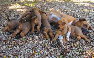 50 Proud Dog Mommies With Their Puppies