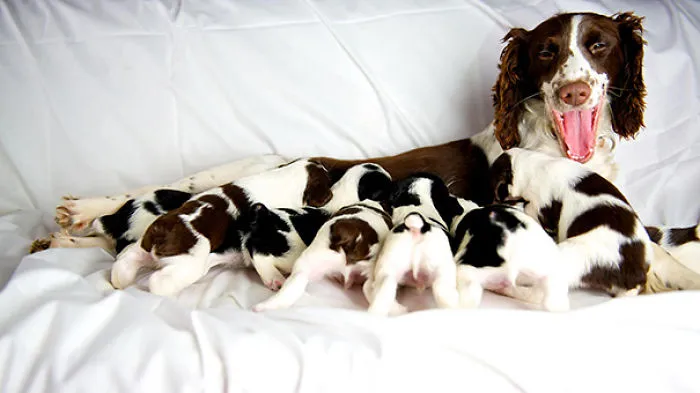 Cachorros  Y Su Madre