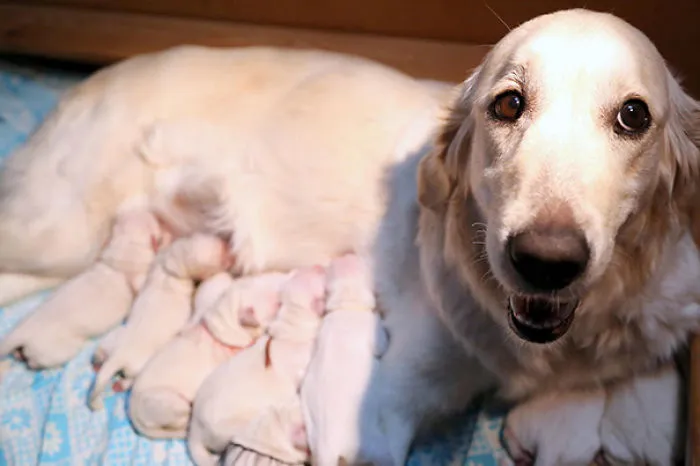 Mamá Golden Retriever Y Sus Cachorros
