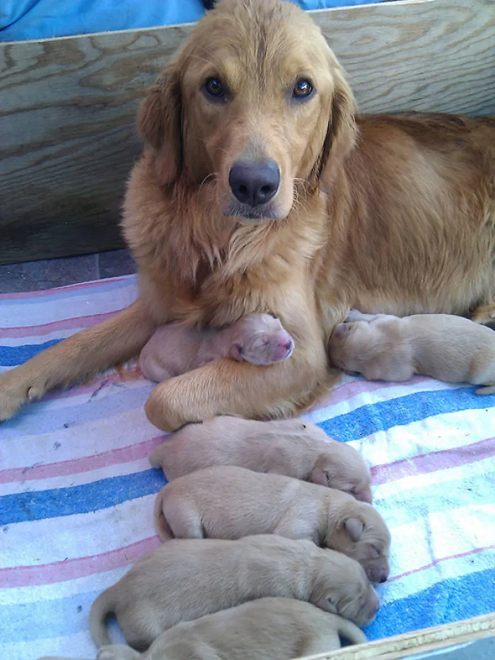 Mi Golden Retriever Y Sus Cachorros De 3 Días