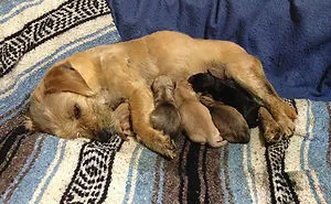 50 Proud Dog Mommies With Their Puppies