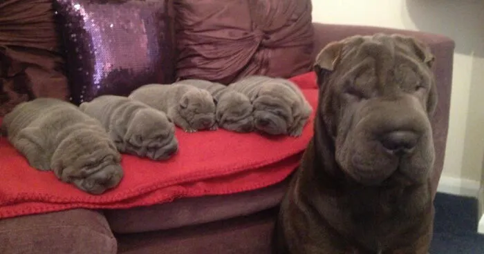 50 Proud Dog Mommies With Their Puppies