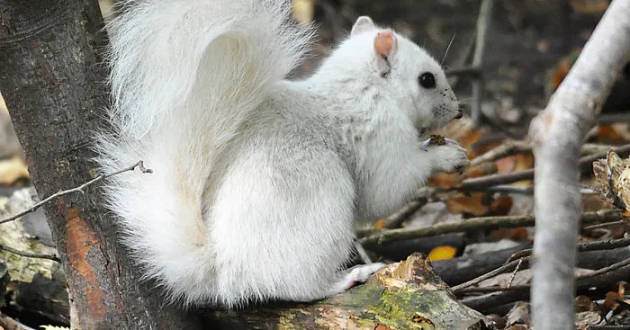 Extremely Rare White Squirrel Spotted In The UK